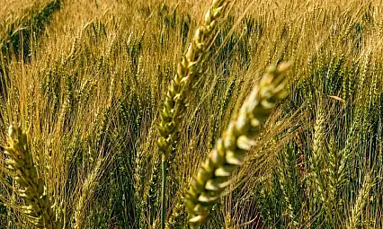 Yerli ve milli buğday 'kirve' Çorum'da beklentileri aştı