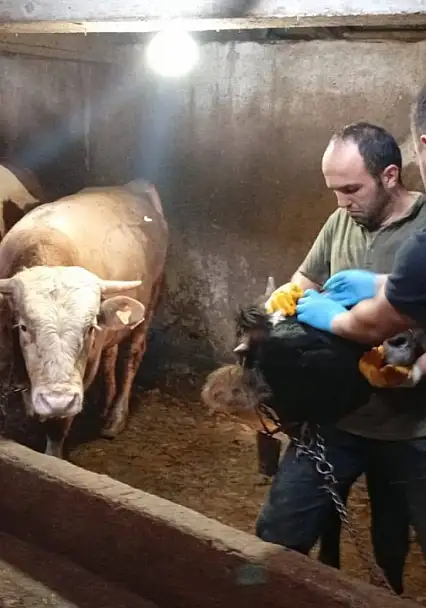 Brusella Aşılama Çalışmaları Sürüyor