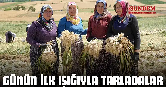 Günün İlk Işığıyla Tarladalar