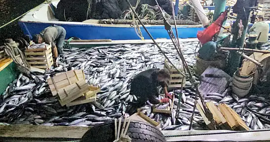 Karadeniz Açıklarında 3 Saatte 15 Bin Palamut!