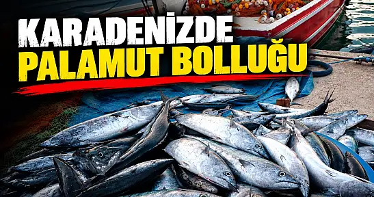 Karadenizde Palamut Bolluğu