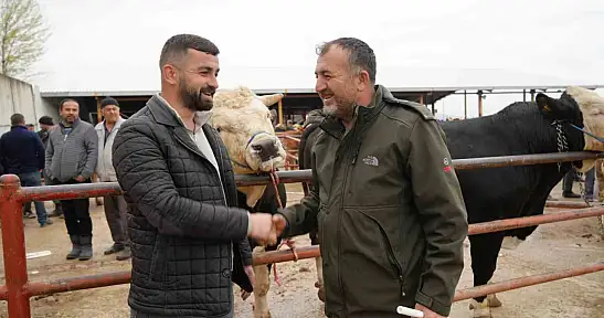 850 Kilogramlık Tosun 340 Bin Liraya Alıcı Buldu