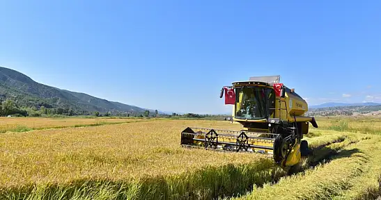 Tosya'nın Tescilli Lezzetinde Hasat Sürüyor