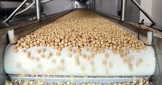 Türkiye'nin 9 Aylık Fındık İhracatı 1,9 Milyar Doları Aştı