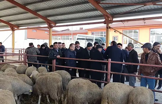 132 Adet Toklu Dağıtıldı