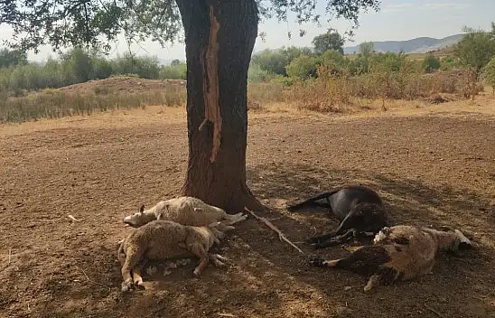 5 Hayvan Telef Oldu