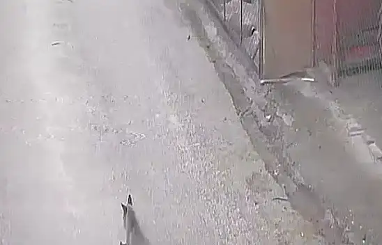 Tilki Tavuklara  Saldırdı