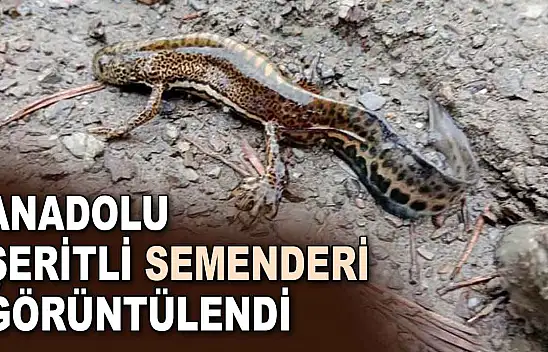 Anadolu Şeritli Semenderi Görüntülendi
