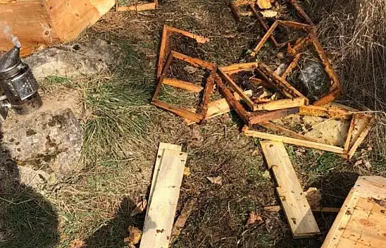 Arılığa Giren Ayı, 10 Kovanı Parçaladı