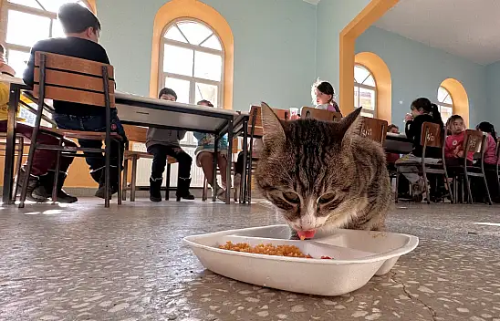 Aşure Adlı Kedinin Yanından Ayrılmıyorlar