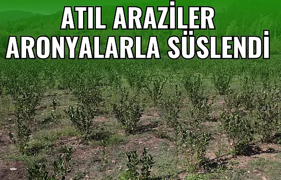Atıl Araziler Aronyalarla Süslendi