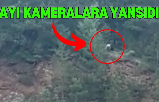 Ayı, Cep Telefonuyla Görüntülendi