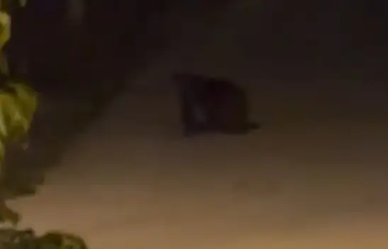 Ayı sokağa indi!