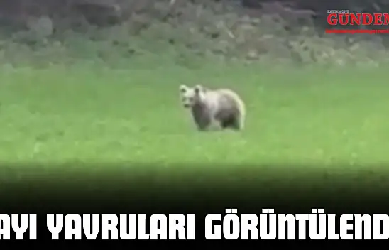 Ayı Yavruları Görüntülendi