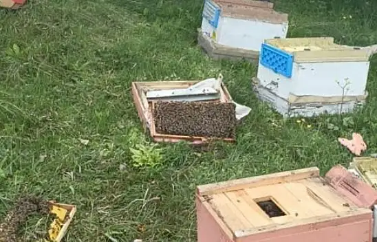 Ayılar 20 Arı Kovanını Parçaladı