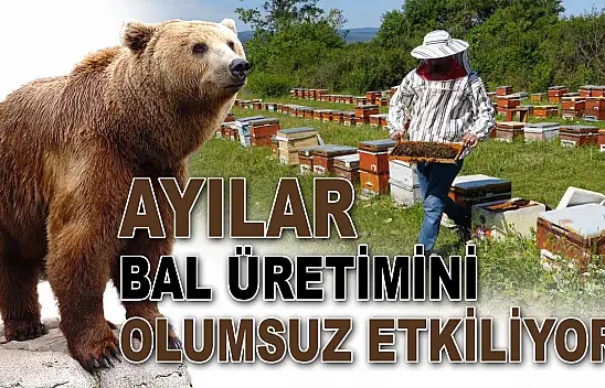 Ayılar Bal Üretimini Olumsuz Etkiliyor