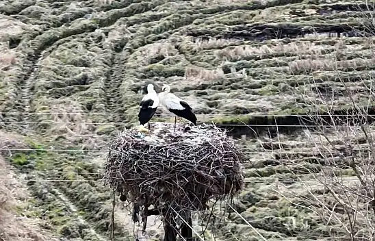 Baharın Müjdecisi Leylekler Sinop'a Geldi