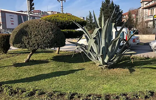 Bartın Belediyesi'nden  Çevre Düzenleme Çalışması
