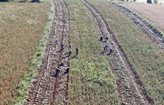 Beyaz Altın'da hasat başladı