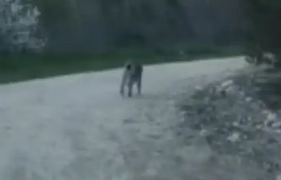 Bolu'da Nesli Tükenme Tehlikesi Altındaki Vaşak Görüntülendi