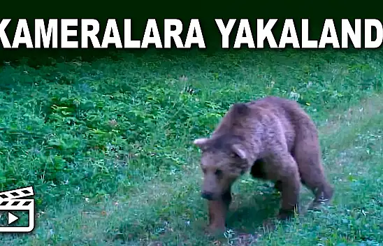 Bozayı Kameralara Yakalandı