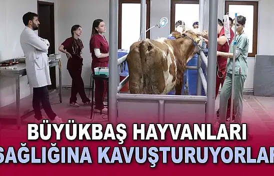 Büyükbaş Hayvanları Sağlığına Kavuşturuyorlar