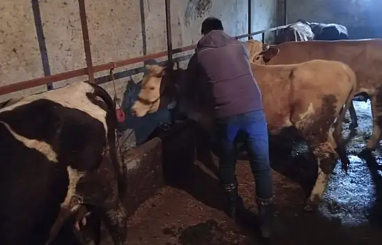 Çatalzeytin'de Şap Aşısı Uygulamaları Sürüyor