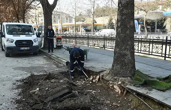 Çınar Ağaçları Bilimin Işığında Korunuyor   