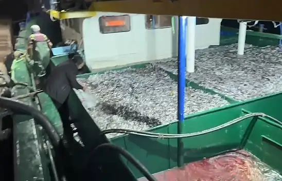 Kastamonu'da Fırtına Sonrası Hamsi Bereketi