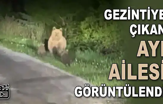 Gezintiye Çıkan Ayılar Görüntülendi