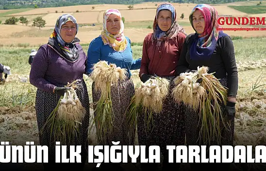 Günün İlk Işığıyla Tarladalar