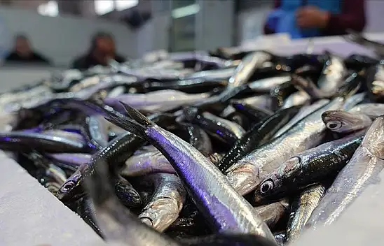 Hamsi Yılın 9 Ayında 19 Ülkede Alıcı Buldu