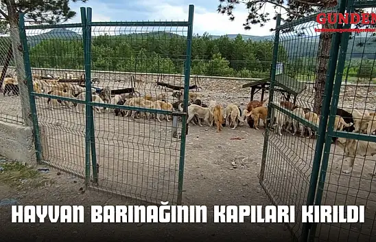 Hayvan Barınağının Kapıları Kırıldı