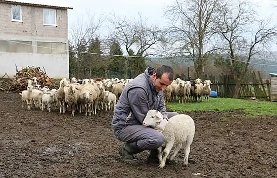 Hayvan Başına Destek Ödemesi