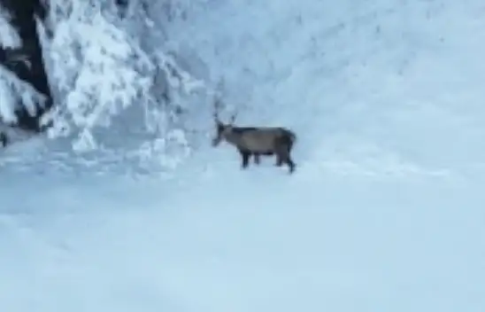 Ilgaz Dağı'nda Kızılgeyik Dronla Görüntülendi