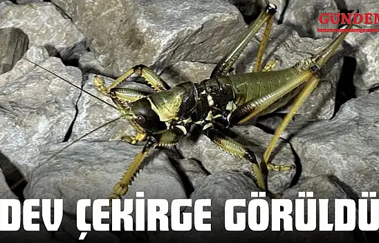 İnebolu'da Dev Çekirge Görüldü