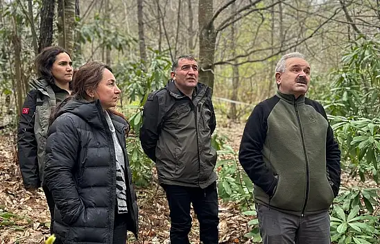 İnebolu ormanları, üretimin merkezi olacak