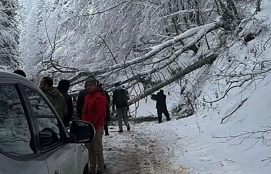 Bolu'da Ağaçlar Devrildi