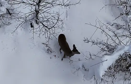 Karacalar Dronla Görüntülendi