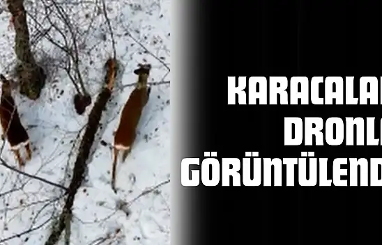 Karacalar Dronla Görüntülendi