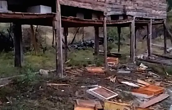 Kastamonu'da ayı kabusu sürüyor