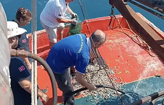 Kastamonu'da Beyaz Kum Midyesi İzleme Çalışmaları Sürüyor