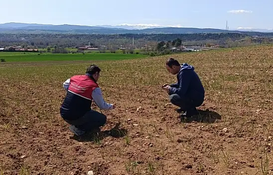 Kastamonu'da Bitkisel Üretim Alanları Mercek Altında!