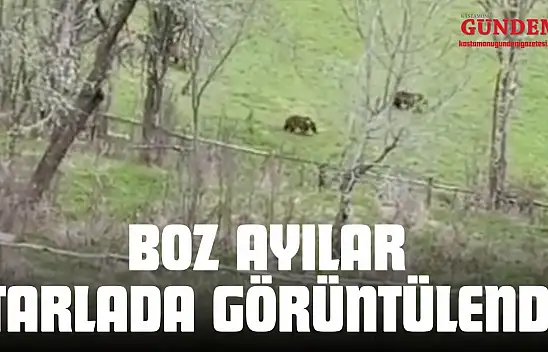 Kastamonu'da Boz Ayılar Tarlada Görüntülendi