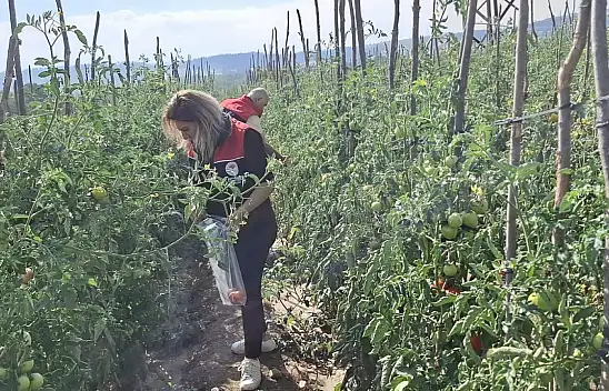 Kastamonu'da Hasat Öncesi Denetim: Numuneler Laboratuvara Gönderildi
