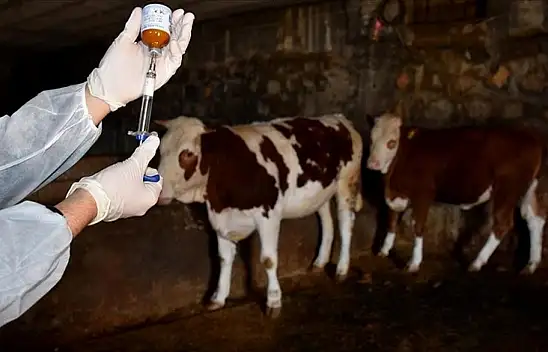 Kastamonu'da Hastalıkla Mücadele Sürüyor!
