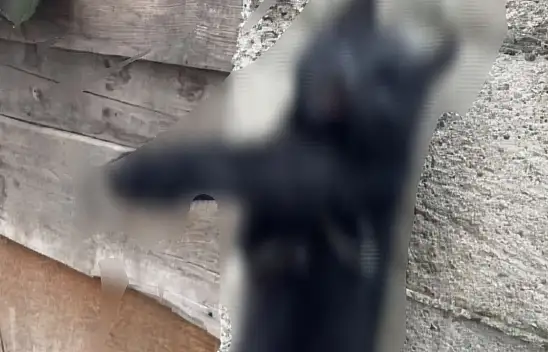 Kastamonu'da Kan Donduran Hayvan Eziyeti!