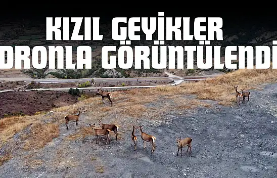 Kastamonu'da Kızıl Geyikler Dronla Görüntülendi
