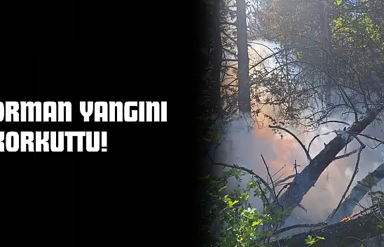 Kastamonu'da Orman Yangını Korkuttu