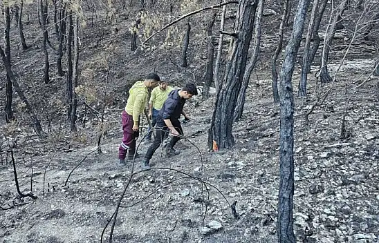 Kastamonu'da Orman Yangını Sonrası Damgalama Çalışmaları Sürüyor